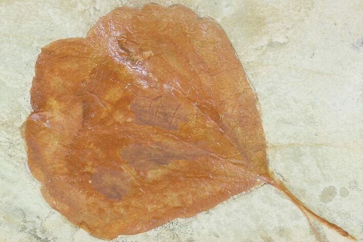 Fossil Leaf (Zizyphoides) - Montana #101886